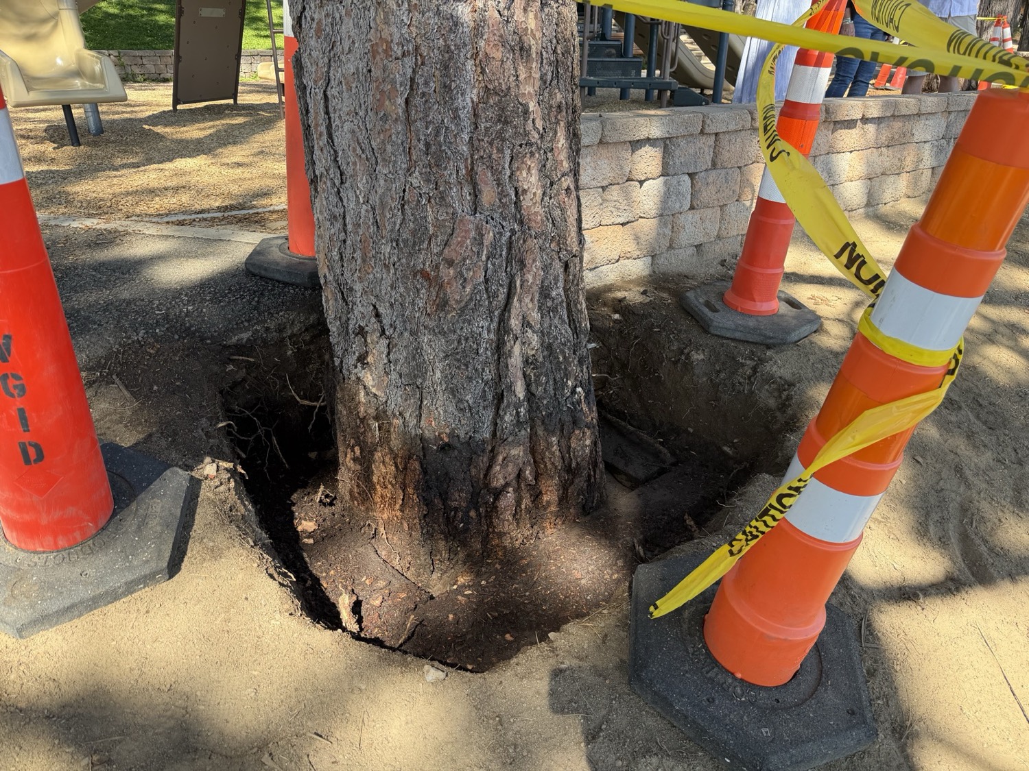 The excavated pit at the base of the same tree, with the root flare exposed and the soil stained dark. Photo: Morgan Linton